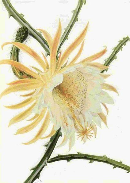 Fountain of Flowers - Set 27. 70 Pages to DOWNLOAD